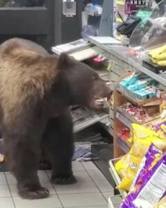 Read more about the article The Polite Midnight Bear Customer Who Raided a 7-Eleven Candy Aisle
