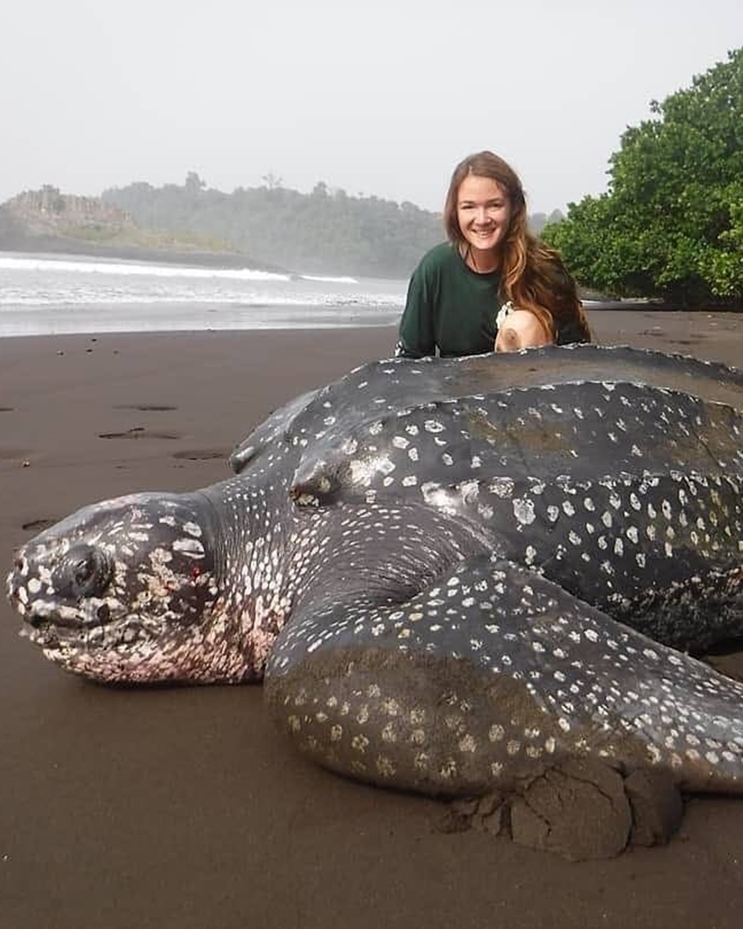 You are currently viewing Incredible Leatherback Turtle Rescue: A Race Against Time Saves an Ancient Life