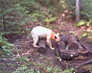 Read more about the article Rescue of the Rare: Elusive White Black Bear Spotted in Michigan for the First Time in History