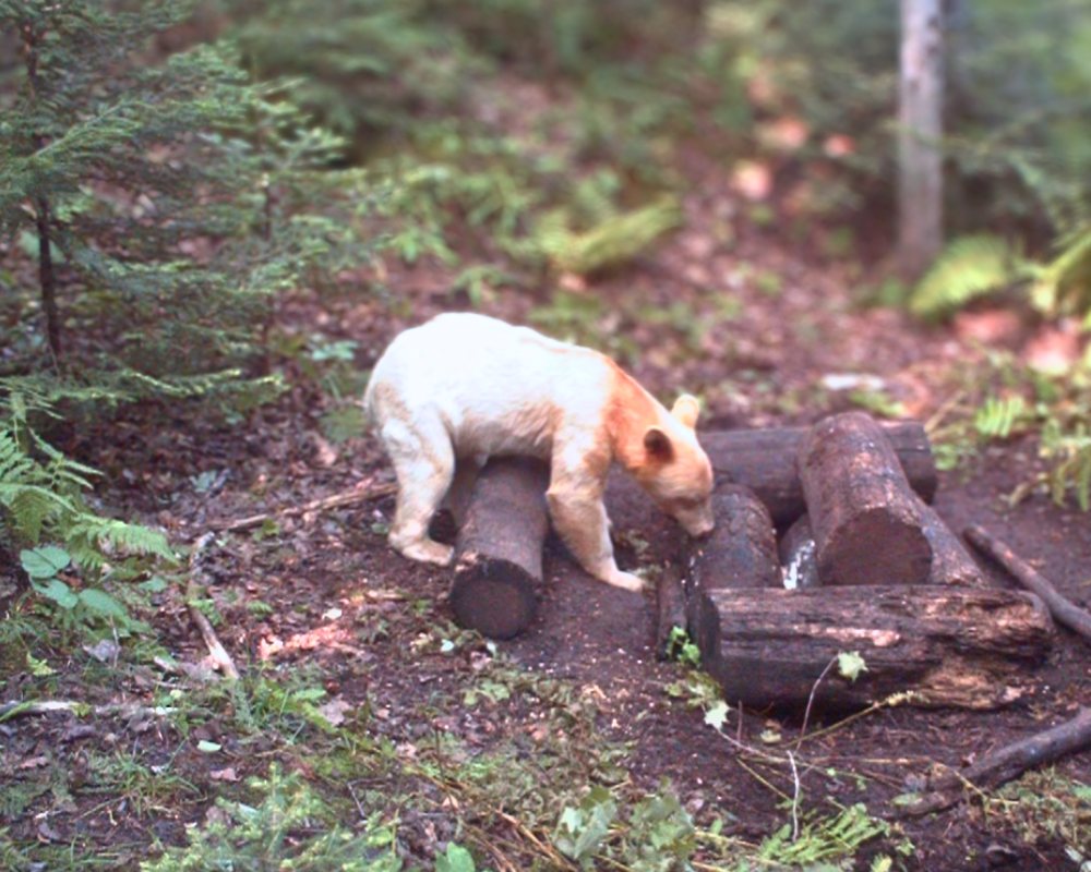 Read more about the article Rescue of the Rare: Elusive White Black Bear Spotted in Michigan for the First Time in History