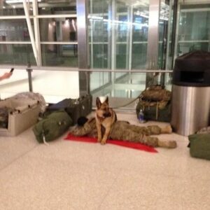 Read more about the article Military Dog Guards His Soldier While He Sleeps at the Airport