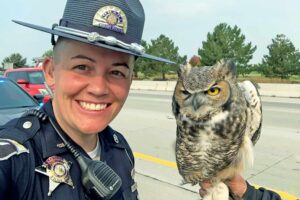 Read more about the article Police Rescue Great Horned Owl Trapped on Busy Freeway — A Touching Story of Courage and Compassion