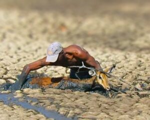 Read more about the article Zimbabwe Gamekeeper Wades into Mud to Save Trapped Impala — A Powerful Story of Courage and Compassion