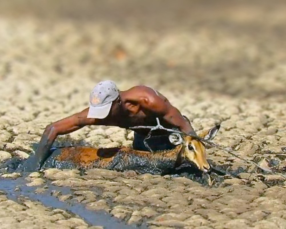 Read more about the article Zimbabwe Gamekeeper Wades into Mud to Save Trapped Impala — A Powerful Story of Courage and Compassion