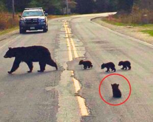 Read more about the article Police Officer Risks His Life to Save a Sick Bear Cub