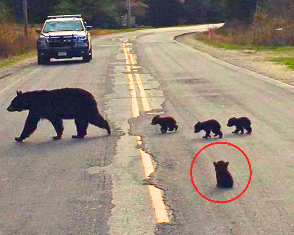 You are currently viewing Police Officer Risks His Life to Save a Sick Bear Cub