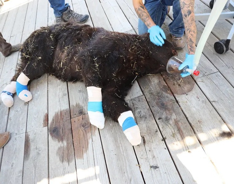 Read more about the article Rescue Heroes of Nature: Nevada Firefighters Save Severely Burned Bear from Wildfire