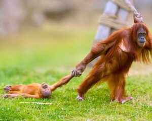 Read more about the article Rescue of Playtime: Baby Orangutan’s Tantrum Melts Hearts at Belgium Safari Park