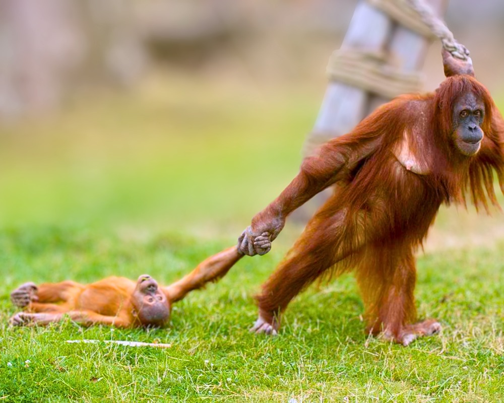 Read more about the article Rescue of Playtime: Baby Orangutan’s Tantrum Melts Hearts at Belgium Safari Park