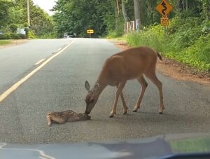 Read more about the article Deer Stops Traffic to Rescue Her Frightened Fawn