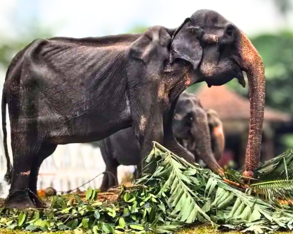 Read more about the article 70-Year-Old Elephant Forced to March for 10 Days — A Heartbreaking Reminder of Animal Exploitation