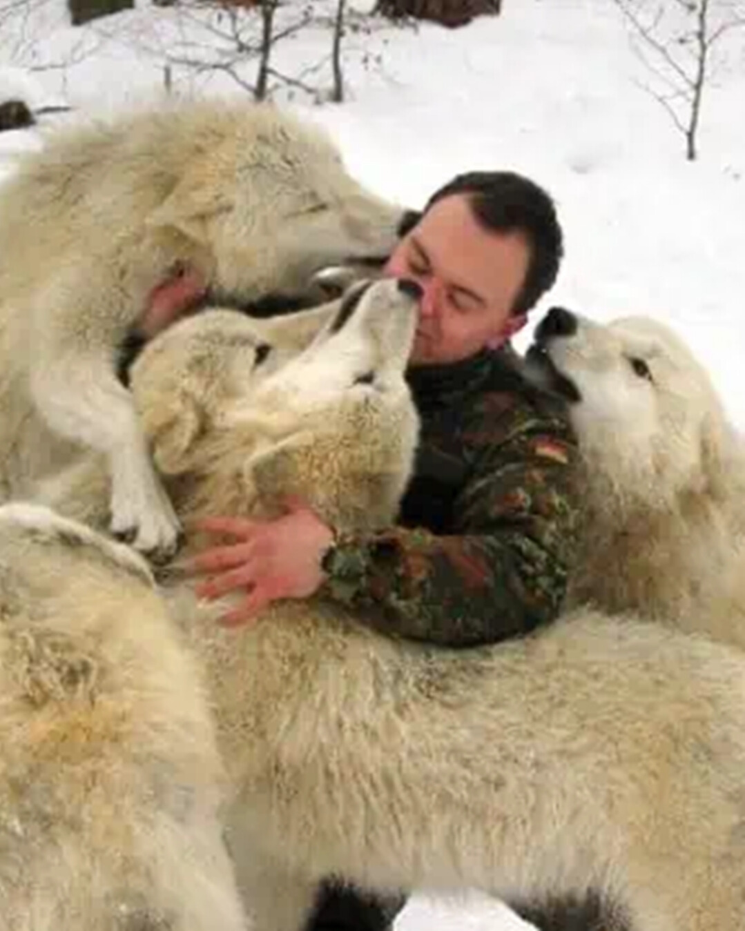 You are currently viewing A Photographer’s Wolf Passion: Capturing the Soul of the Wild