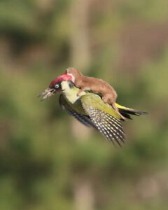 Read more about the article Wild Ride: The Incredible Weasel Woodpecker Flight Caught on Camera