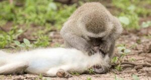 Read more about the article Monkey Appears to Give CPR to His Friend – A Rare Moment That Captured the Internet’s Heart