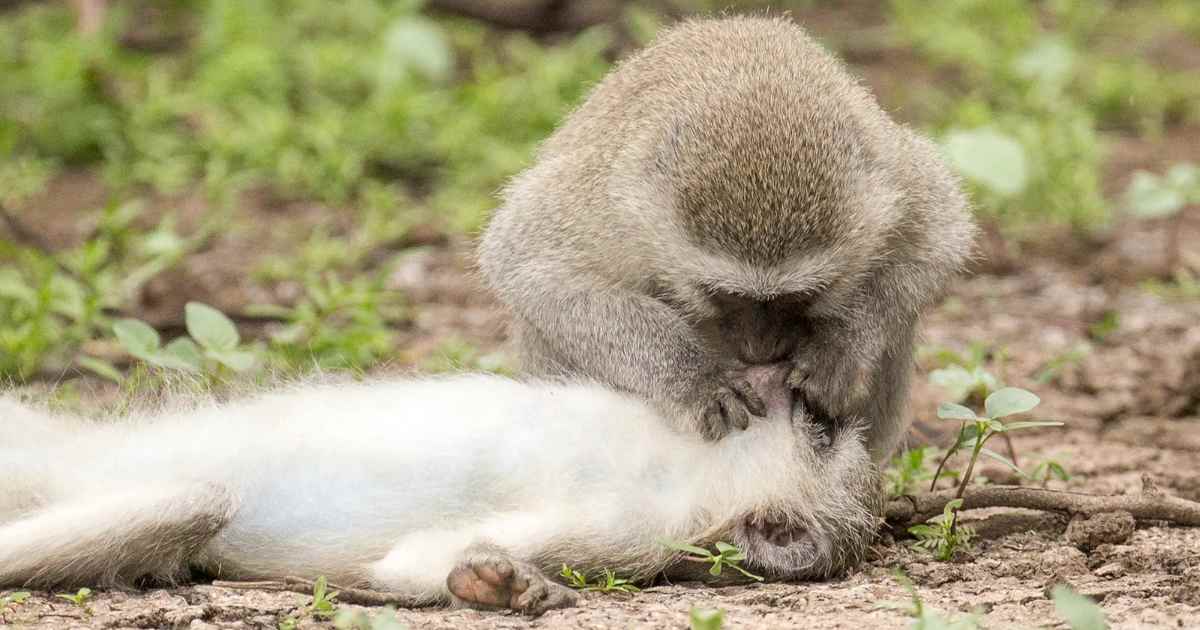 Read more about the article Monkey Appears to Give CPR to His Friend – A Rare Moment That Captured the Internet’s Heart