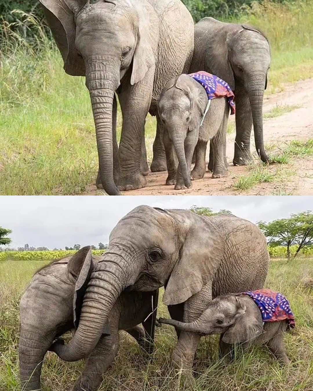 You are currently viewing An Orphaned Elephant Family: How Three Survivors Found Hope Together