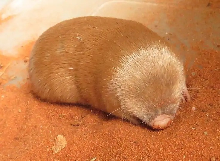 Read more about the article Golden Mole Rediscovered: A Simple Guide to a Wildlife Comeback