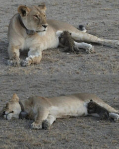 Read more about the article Nature’s Rules Shattered: Incredible Moment Lioness Nurses Leopard Cub in the Wild