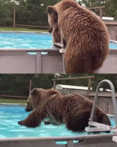 Read more about the article Bruiser the Bear: The 600-Pound Swimmer Who Belly Flops Like a Kid