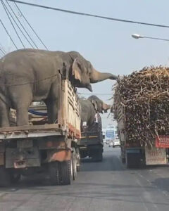 Read more about the article The Day Elephants’ Sweet Temptation Stopped Traffic: A Hilarious Heist