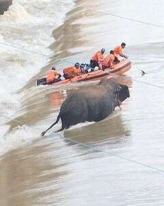 Read more about the article A Tragic Elephant Rescue: The Day Heroism Ended in Heartbreak