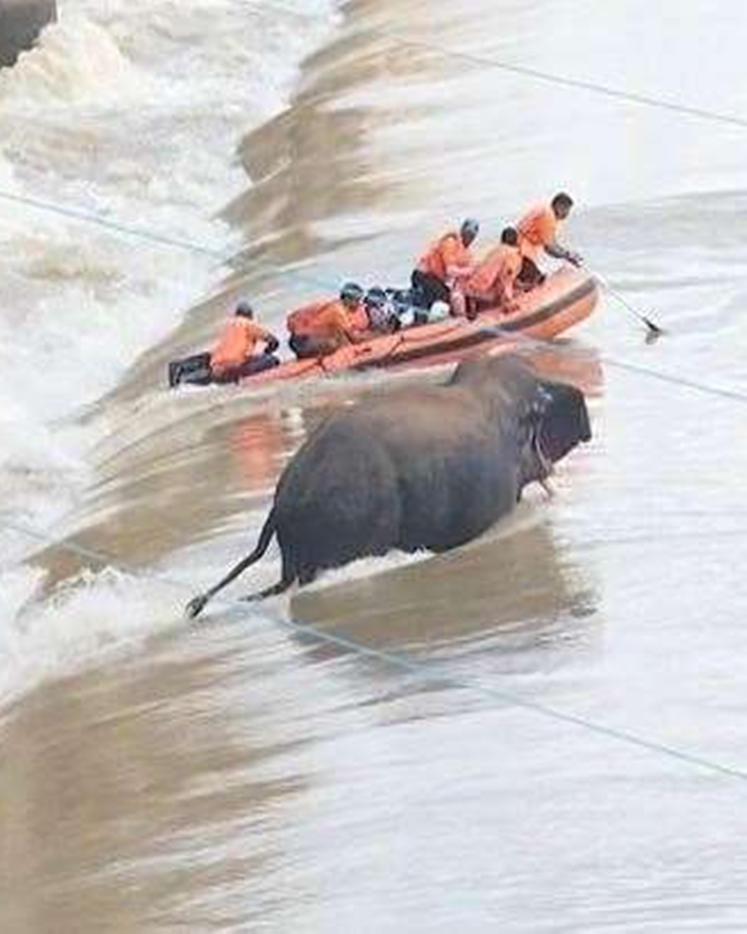 You are currently viewing A Tragic Elephant Rescue: The Day Heroism Ended in Heartbreak