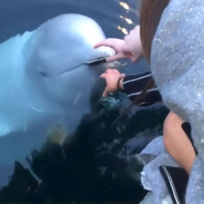 Read more about the article Kind Beluga Whale Returns Woman’s Phone After She Drops It Into the Sea — A Real-Life Act of Ocean Kindness
