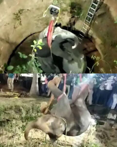 Read more about the article Incredible 14-Hour Elephant Rescue: A Village Unites to Save a Trapped Giant