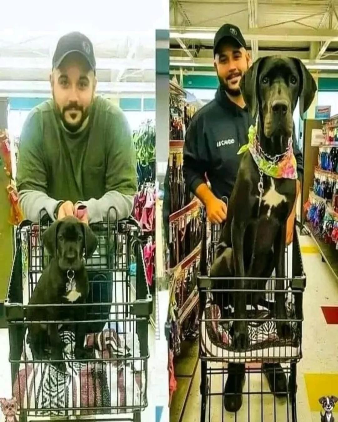 You are currently viewing How I Found My Best Friend on a Trip to Buy Dog Food