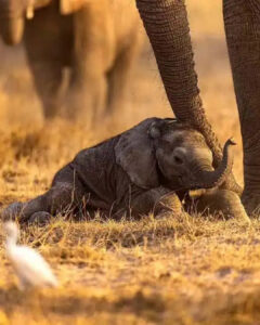 Read more about the article Baby Elephant Learning to Walk Steals Hearts in Breathtaking Photos