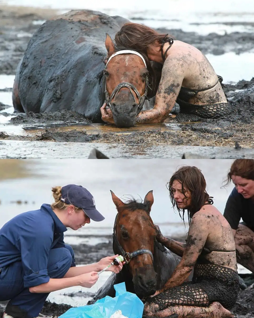 You are currently viewing A Mother Refused to Let Go: The Incredible Story of Saving Her Horse from Quicksand
