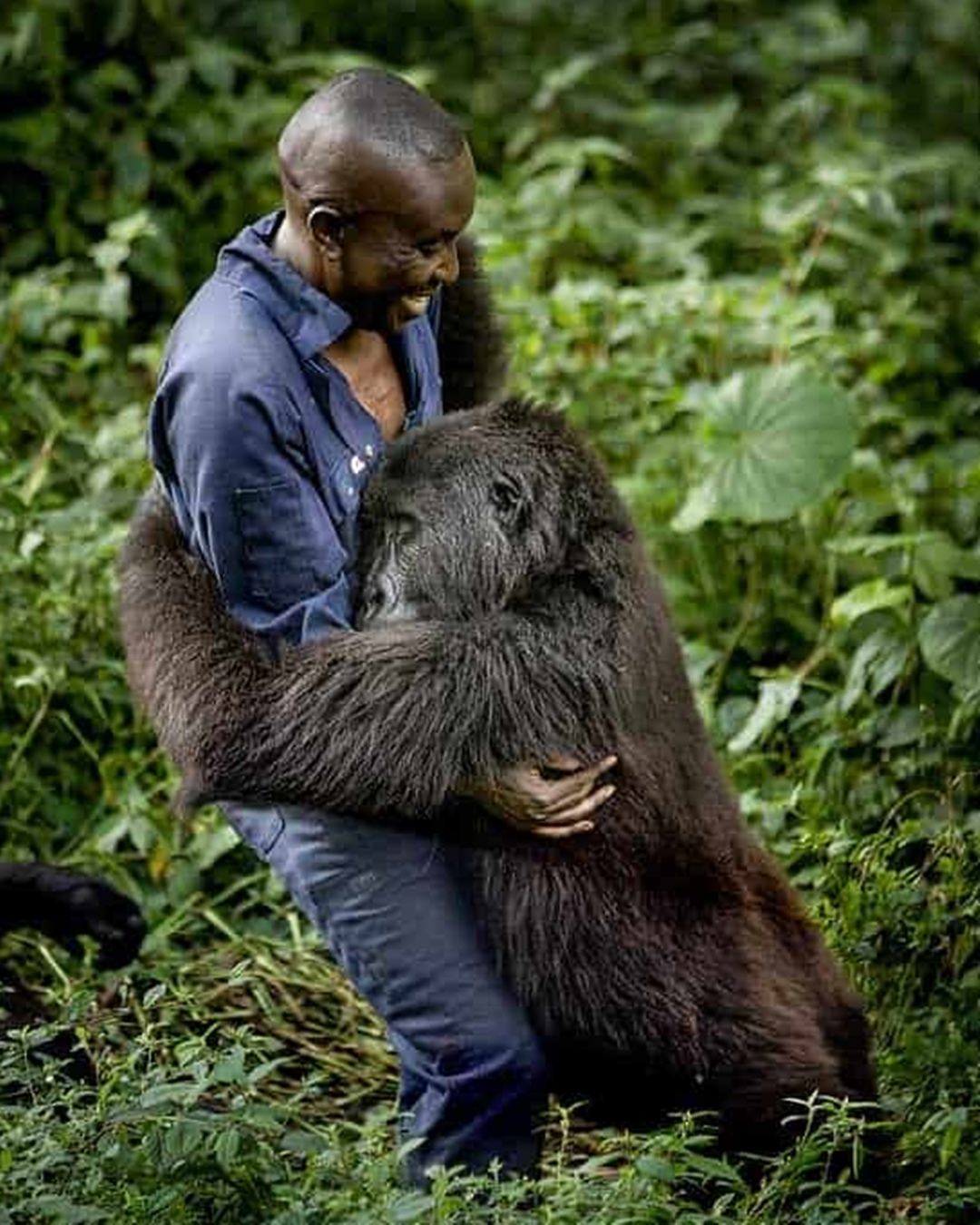 Read more about the article Ndazi’s Embrace: The Unforgettable Gorilla Hug That Touched the World
