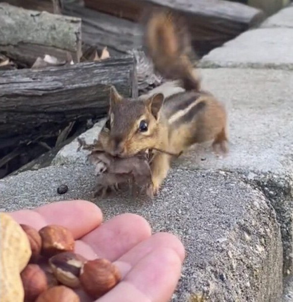 Read more about the article Rescue of Friendship: Chipmunk Surprises Man With Adorable “Payment” for His Kindness