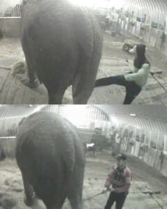 Read more about the article Anne the Elephant: The Shocking Abuse That Led to a New Life and a Heartbreaking Debate