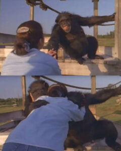 Read more about the article The Unforgettable Reunion: After 25 Years, the Chimps Remembered Her