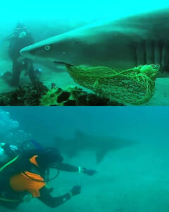 Read more about the article A Diver Saved a ‘Grateful Shark’ From a Net, Its Reaction Was Unbelievable
