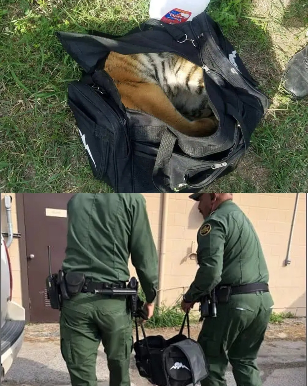You are currently viewing Shocking Tiger Cub Rescue at the Border: A Duffel Bag Held a Secret Life