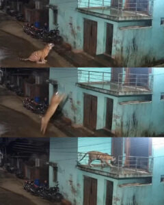 Read more about the article Man Finds Tiger on Balcony; The Incredible Tiger Jump Caught on Camera