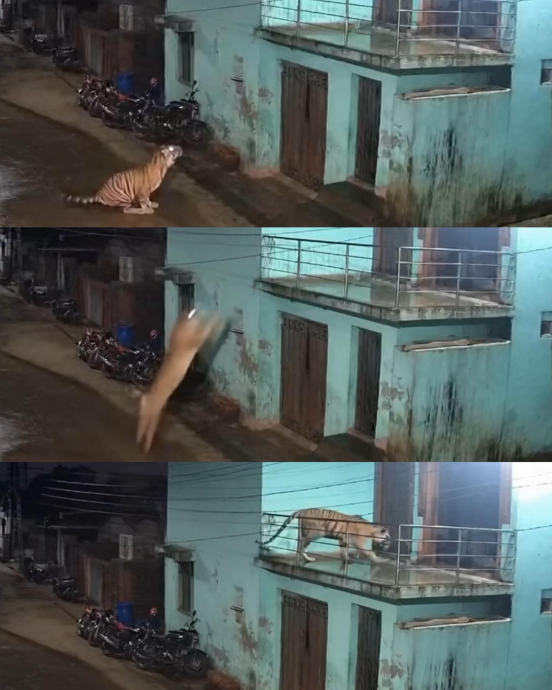 You are currently viewing Man Finds Tiger on Balcony; The Incredible Tiger Jump Caught on Camera