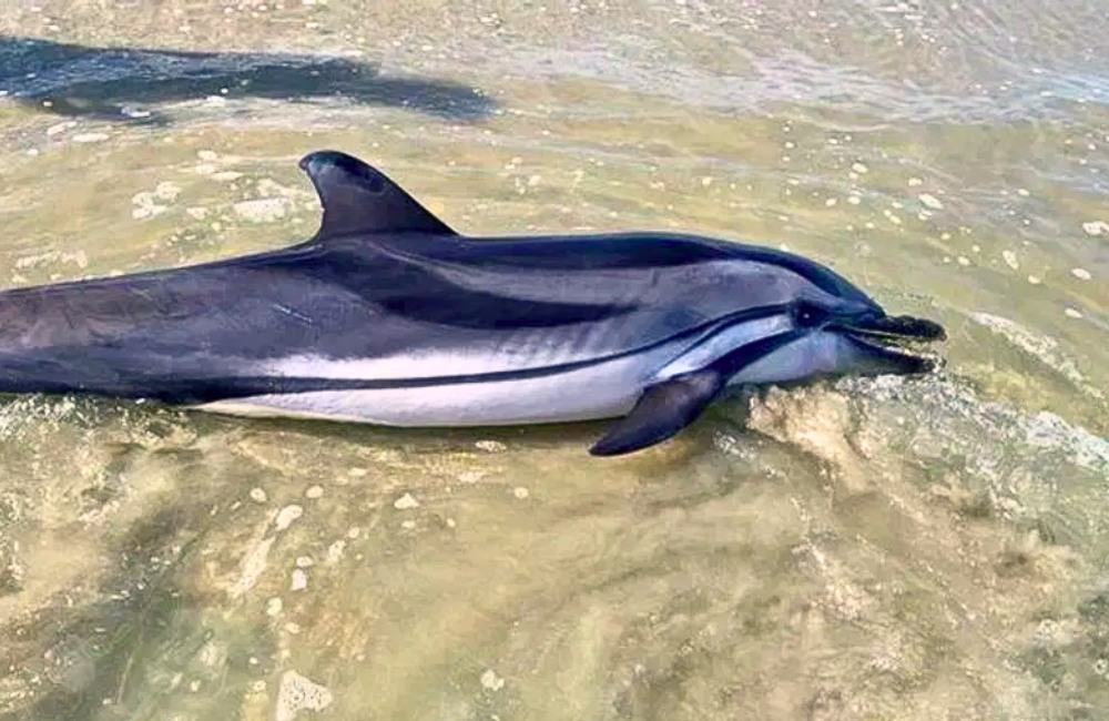 Read more about the article Rescue Efforts Renewed as Rare Striped Dolphin Found on South Carolina Beach After a Decade
