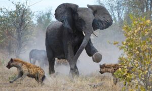 Read more about the article Protective Elephant Fights Off Hyena Pack to Save Her Calf — But the Battle Comes at a Cost
