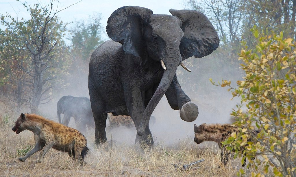 Read more about the article Protective Elephant Fights Off Hyena Pack to Save Her Calf — But the Battle Comes at a Cost