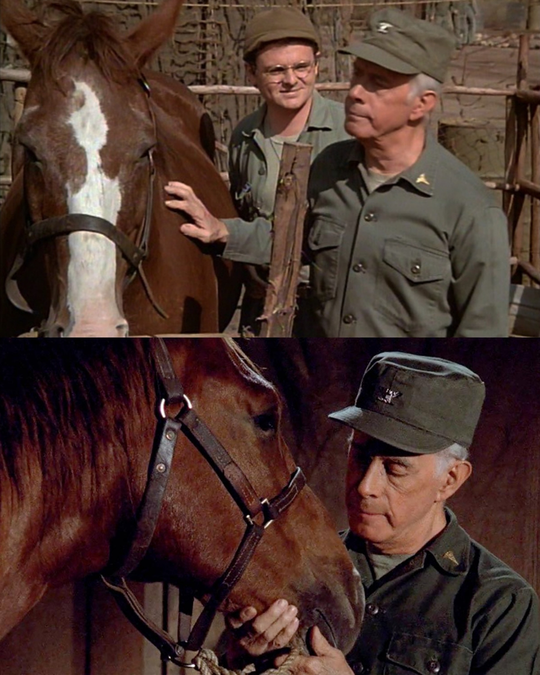 You are currently viewing Harry Morgan Saves Sophie: The Heartwarming True Story Behind MASH