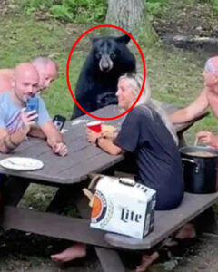 Read more about the article The Viral “Black Bear Picnic”: Family Feeds Wild Bear by Hand in Shocking Video