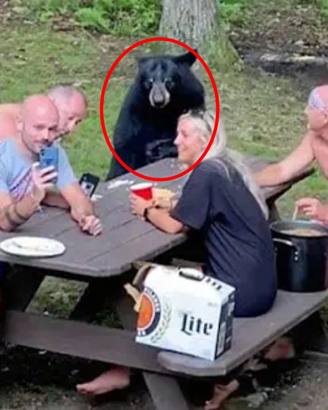 You are currently viewing The Viral “Black Bear Picnic”: Family Feeds Wild Bear by Hand in Shocking Video