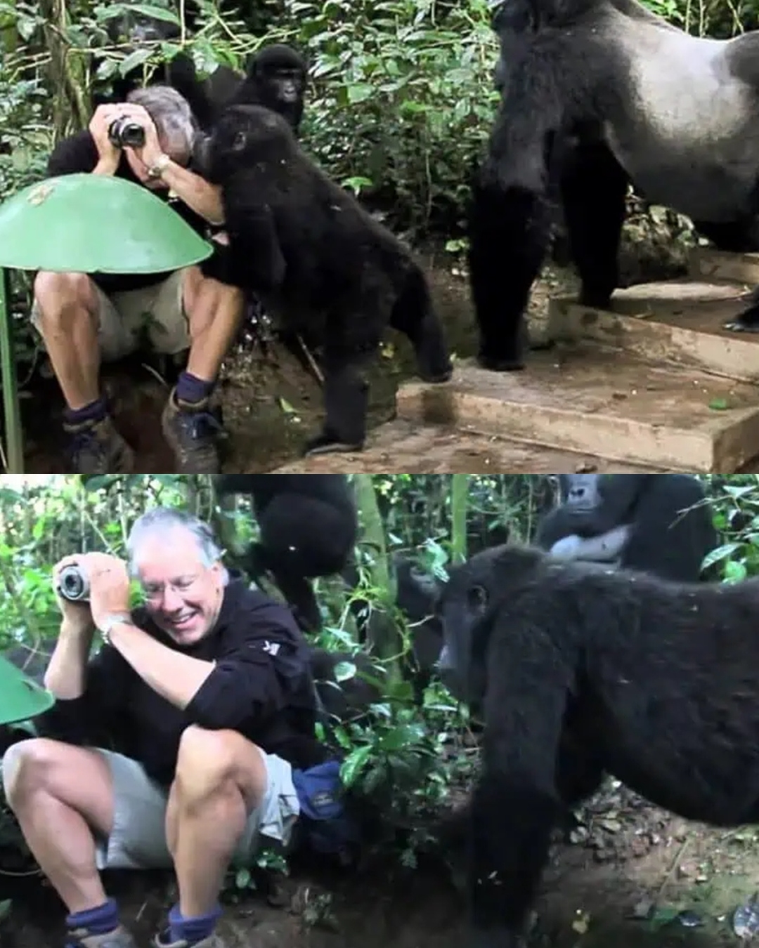 You are currently viewing Man Accepted by Gorillas: The Unbelievable Story of a Wild Encounter