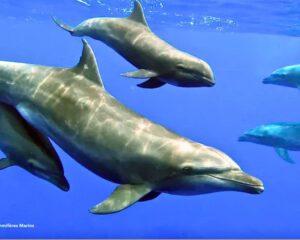 Read more about the article One of a Kind: Bottlenose Dolphin Adopts Baby Whale — And Raises It for 3 Years