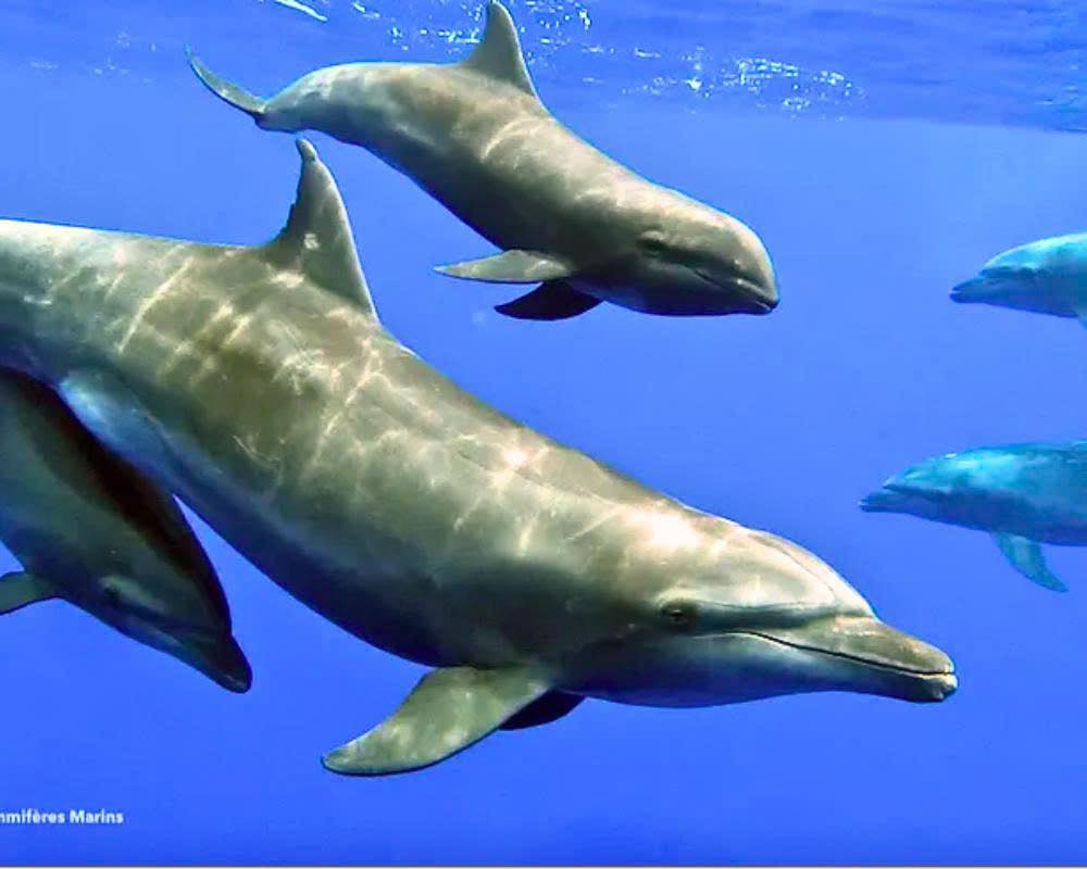 You are currently viewing One of a Kind: Bottlenose Dolphin Adopts Baby Whale — And Raises It for 3 Years