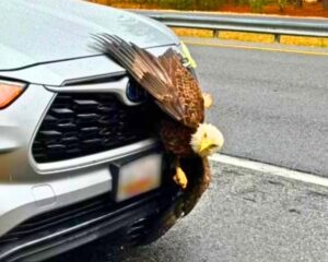 Read more about the article Animals & Roadside Rescue: Bald Eagle Gets Stuck in Car’s Grille—Then Flies Free in Maryland