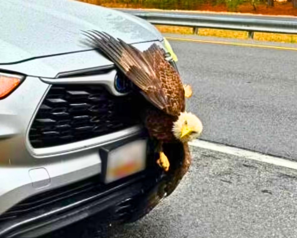 You are currently viewing Animals & Roadside Rescue: Bald Eagle Gets Stuck in Car’s Grille—Then Flies Free in Maryland